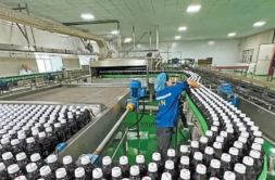 更新设备、提升技艺、研发新品 新疆本土食品企业不断提升核心竞争力
